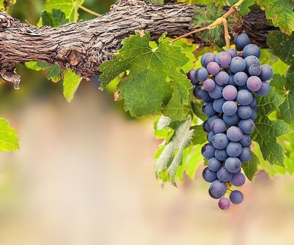 Staying connected to the Vine